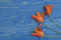 orange flowers on blue wood background 