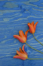 orange flowers on blue wood background 