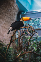 A toucan bird on a tree branch