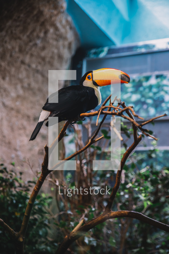 A toucan bird on a tree branch