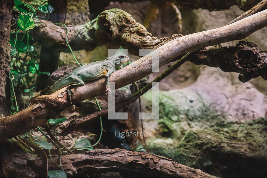 Chinese water dragon on a tree branch