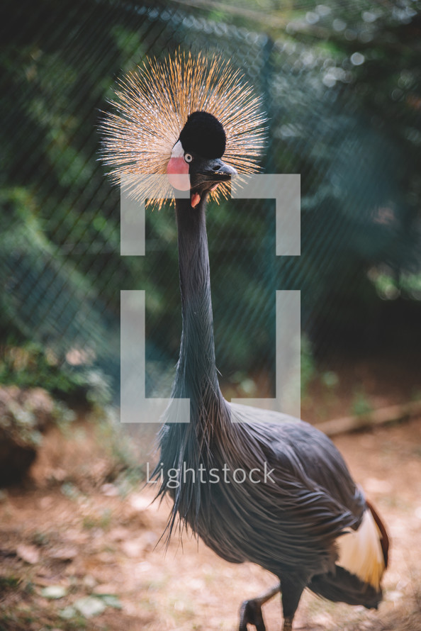 Grey crowned crane 