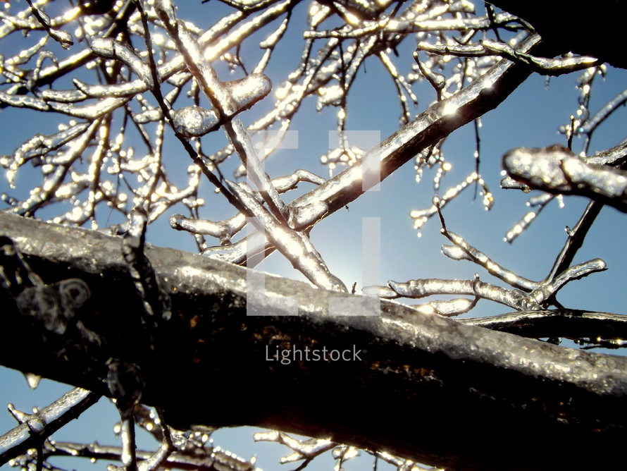 Shimmering ice on tree branches.