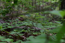 green leaves in a forest 