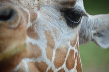 giraffe face 