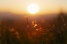 Grass field with setting sun