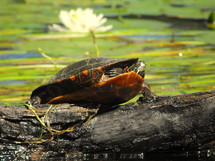 turtle on a log 