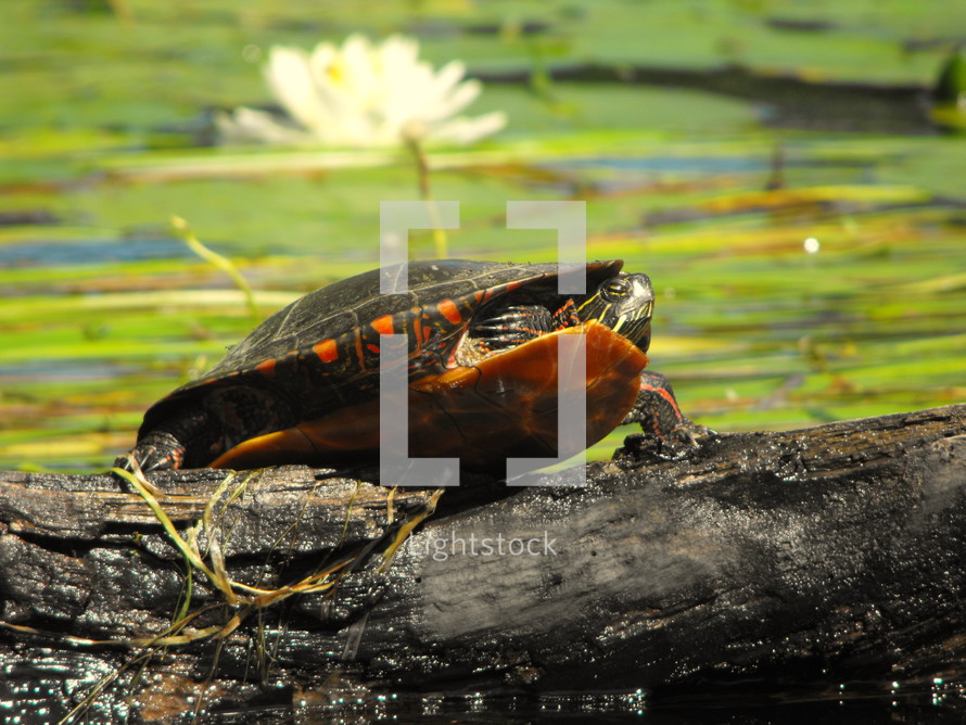 turtle on a log 