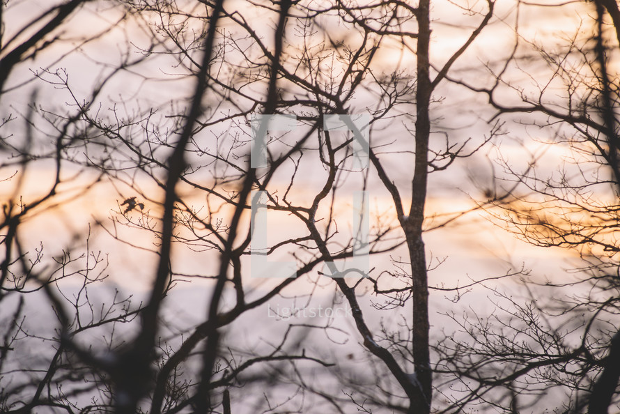 Tree branch silhouettes in winter at sunset