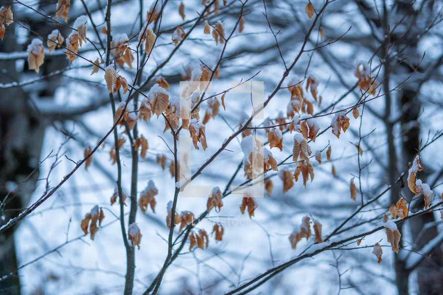 Snowy tree branches and dried leaves