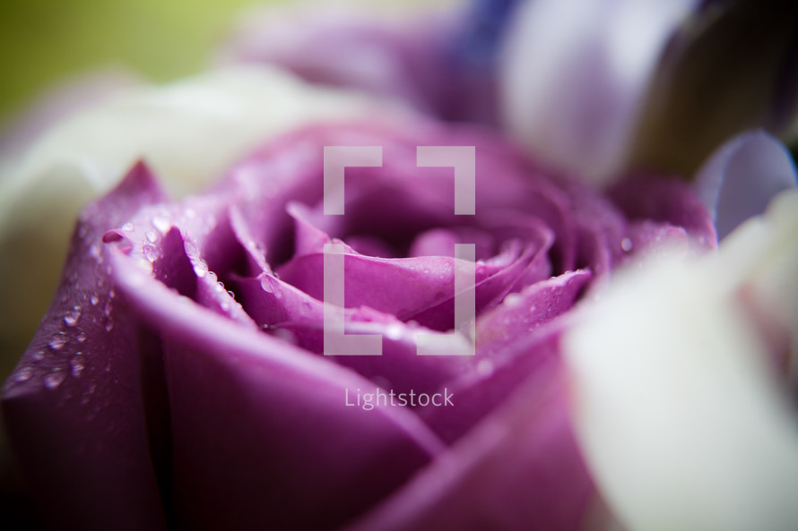 wet purple rose 