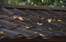 Yellow leaves on the roof