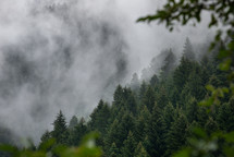 Evergreen spruce forest in the foggy mountains