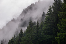 Foggy spruce forest in the mountains