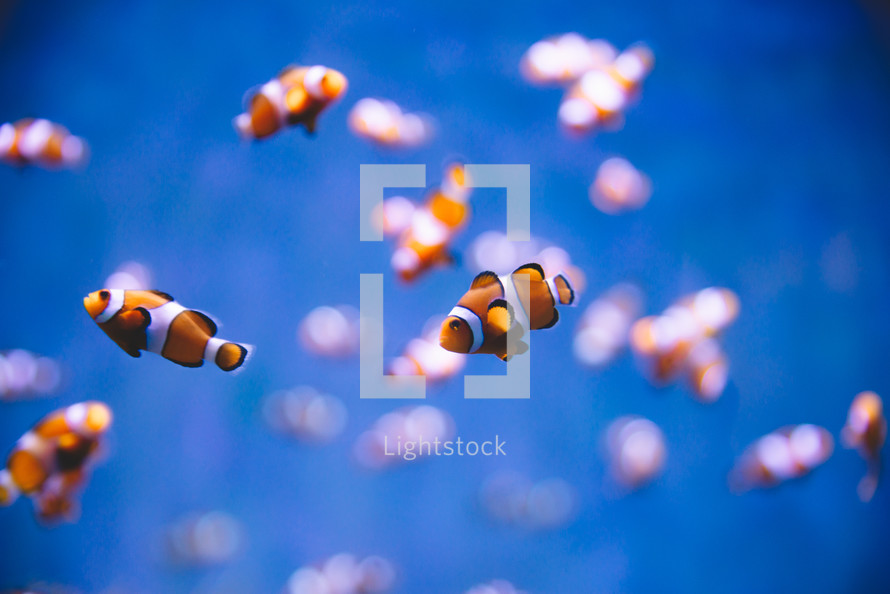 Clownfish in the blue sea