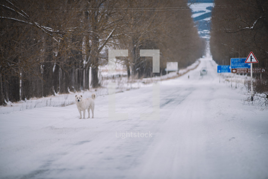White dog on the icy road in the snowy winter