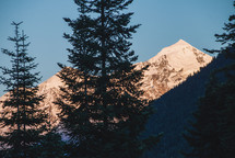 Snowy peaks and tree silhouettes in the evening