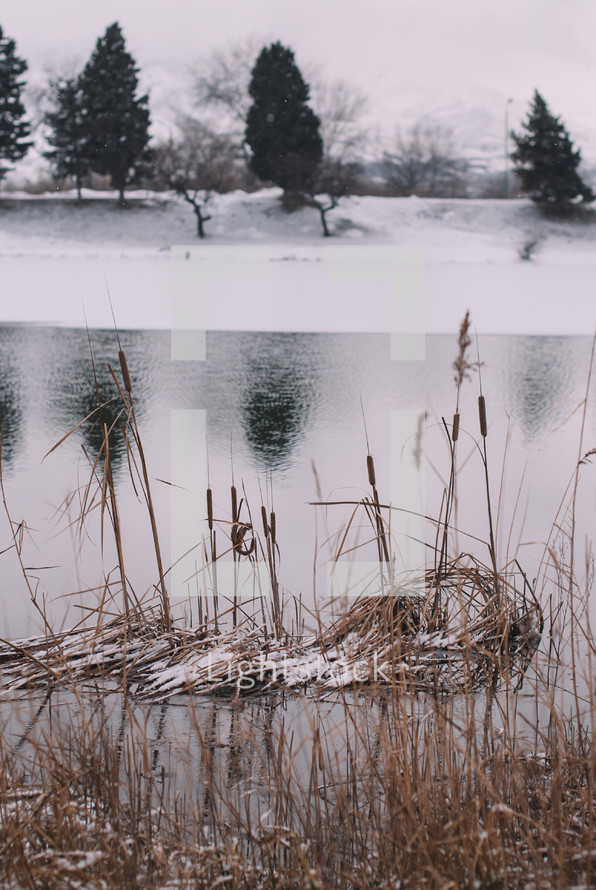 Plants by the snowy lake