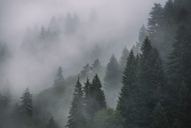 Spruce trees in the foggy forest