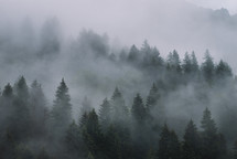 Misty spruce trees