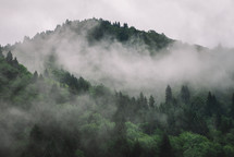 Foggy mountain forest after the rain