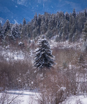 Snowy spruce tree in the mountains