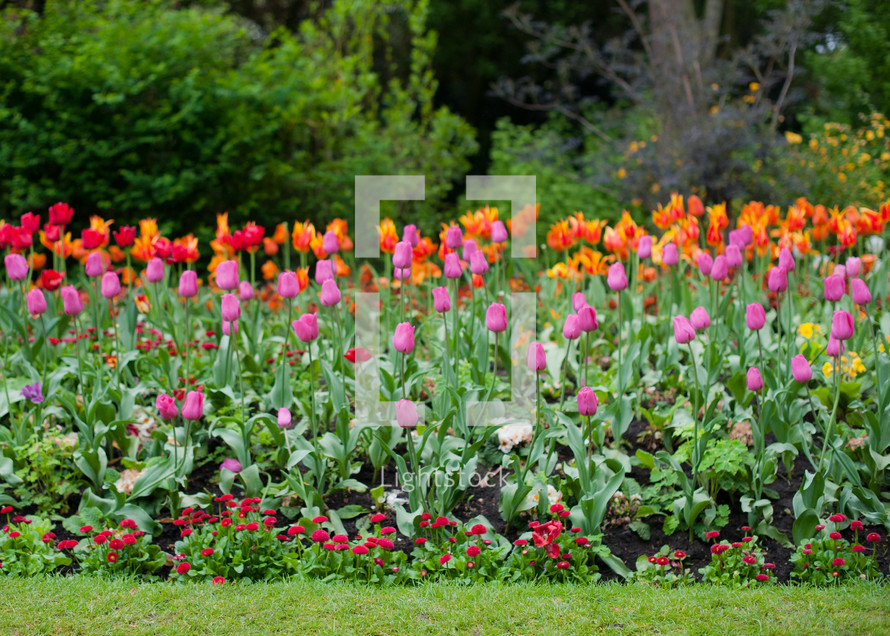 garden of tulips 