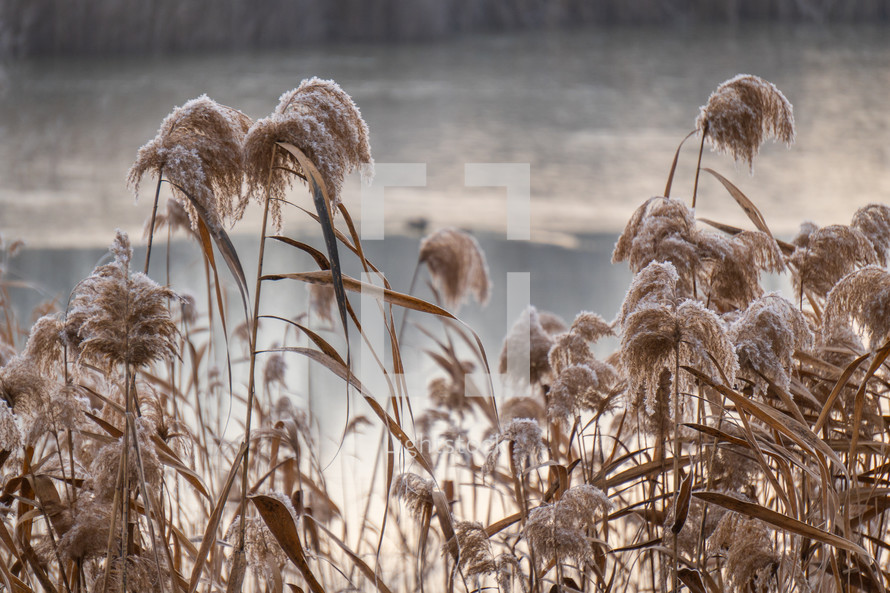 Pampas grass plants by the lake