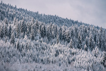Winter forest in the mountains