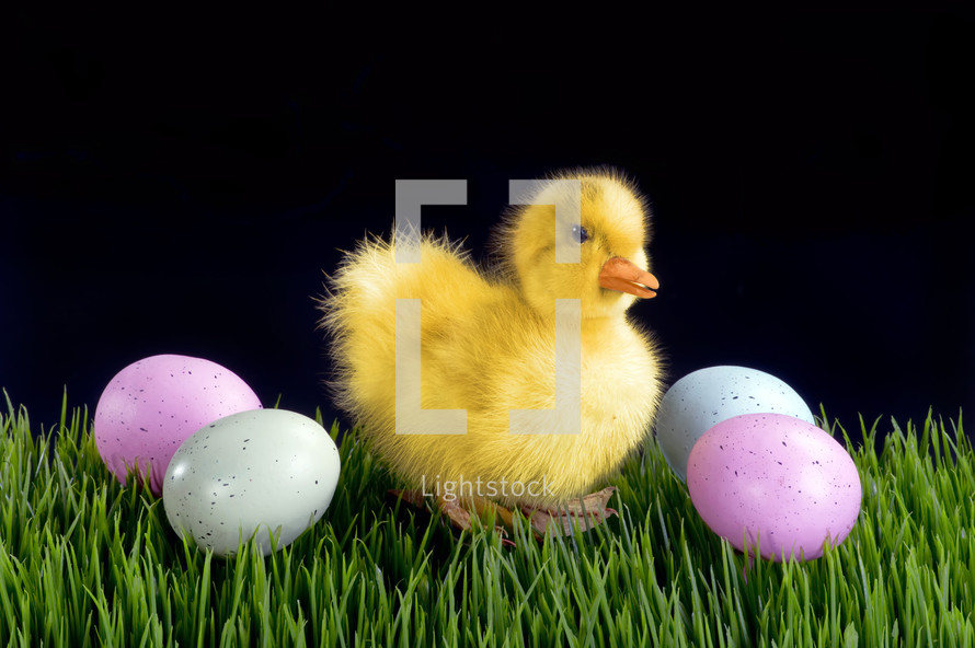duckling and Easter eggs on green grass with black background for Easter 