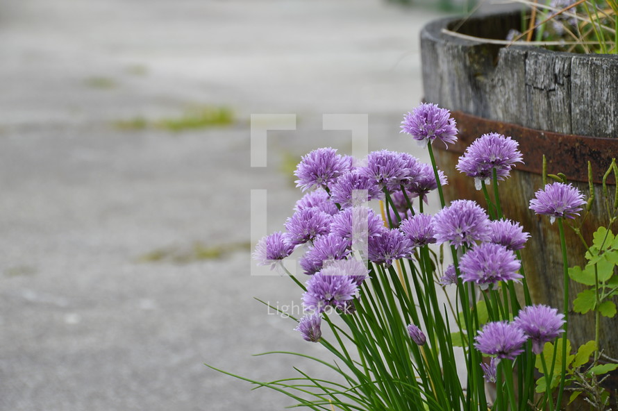 wooden bucket and purple flowers 