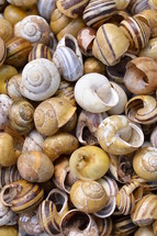 snail shells 
