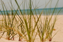 sea grass on a beach 