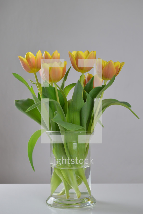 yellow tulips in a vase 