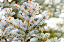 evergreen branches 
