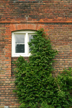 Ivy growing up a brick wall covering a window.