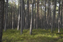 tall pine trees in a forest and grass on the forest floor 