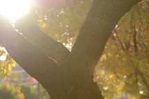 sunlight over a tree 