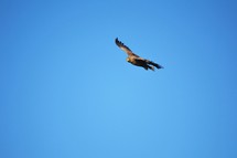 soaring eagle 