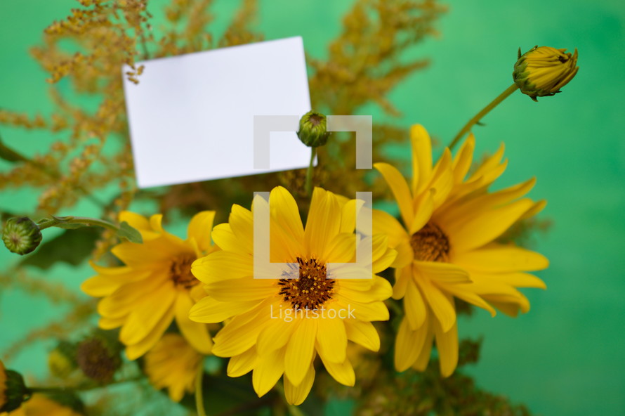 yellow Helianthus maximiliani and a blank piece of white paper 