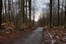 a gravel path through a fall forest 