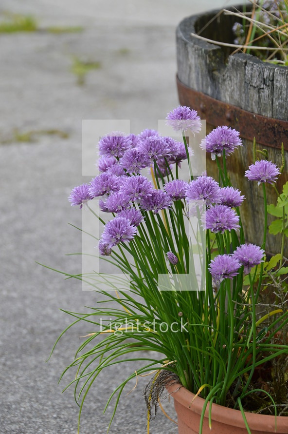 wooden bucket and potted purple flowers 