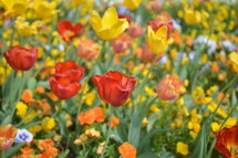red, yellow, and orange spring tulips 