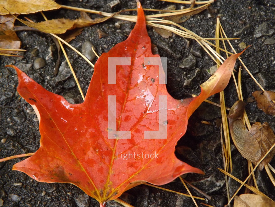 Autumn leaf on the ground.
