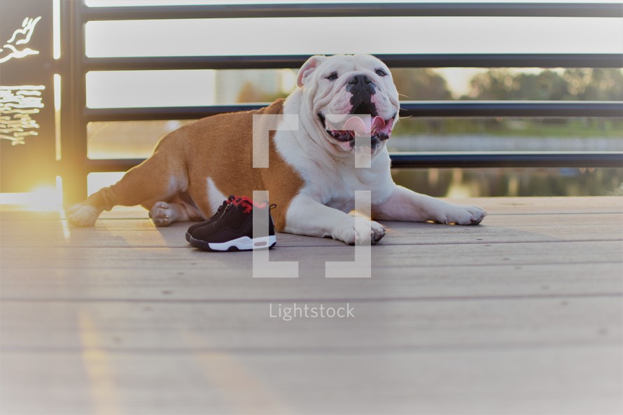 A bulldog panting on a deck 
