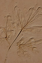 leaf print in clay