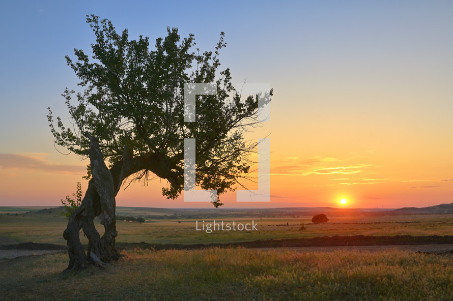 Single Tree on field at Summer sunset