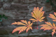 orange fall leaves on a Japanese Maple tree 