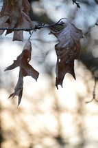 brown dry fall leaves on a branch 