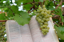 Vine grapes with open bible